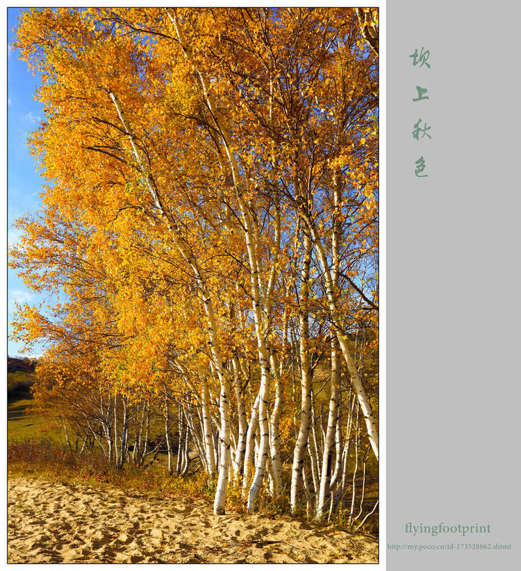 我是一棵秋天的樹(shù)【美圖共賞】 - 白石秋水 - 白石秋水
