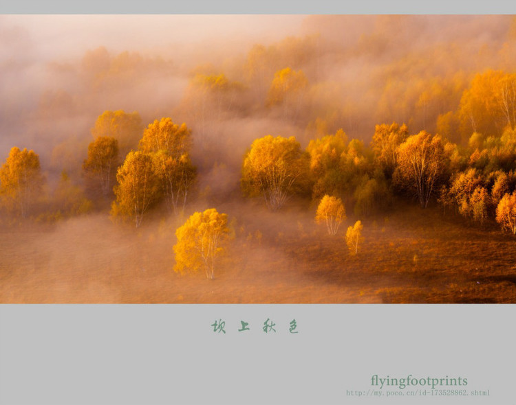 我是一棵秋天的樹(shù)【美圖共賞】 - 白石秋水 - 白石秋水