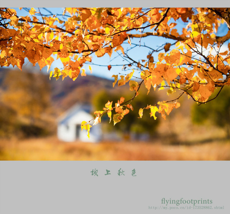 我是一棵秋天的樹(shù)【美圖共賞】 - 白石秋水 - 白石秋水