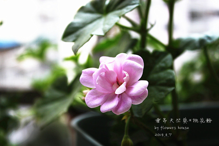 春.顏 - 花滿樓 - 花滿樓