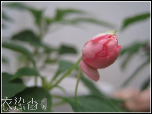 時(shí)光的片段…隨手拍的一些記錄… - 衣染香 - 若蘭軒