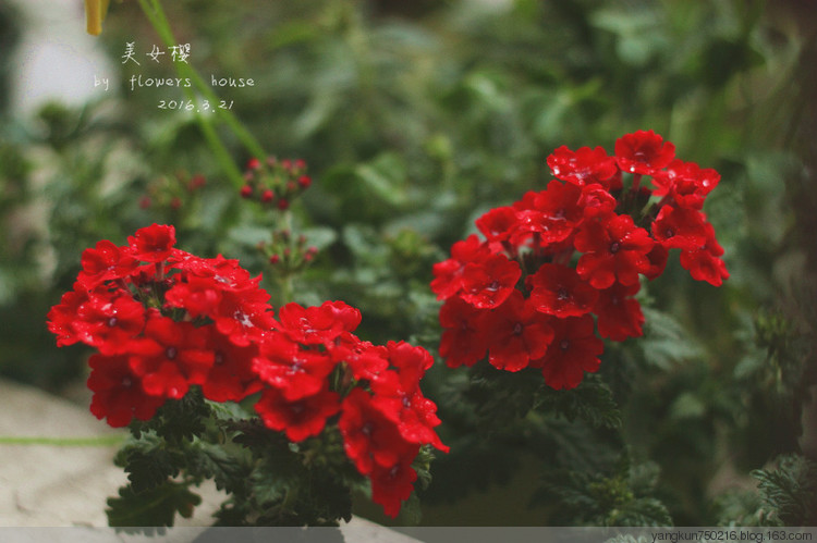 春曉 - 花滿樓 - 花滿樓