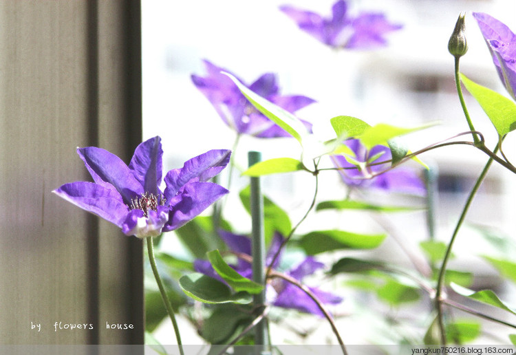 春曉 - 花滿樓 - 花滿樓