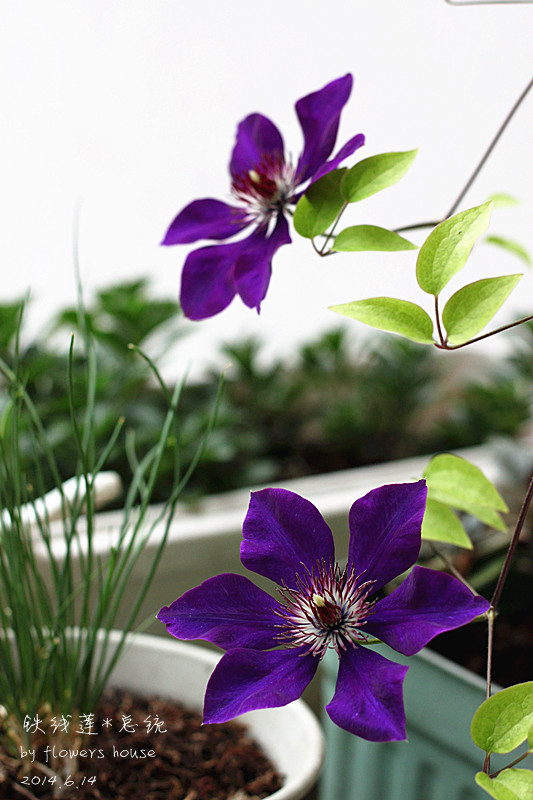 2014年的那些芬芳 - 花滿樓 - 花滿樓