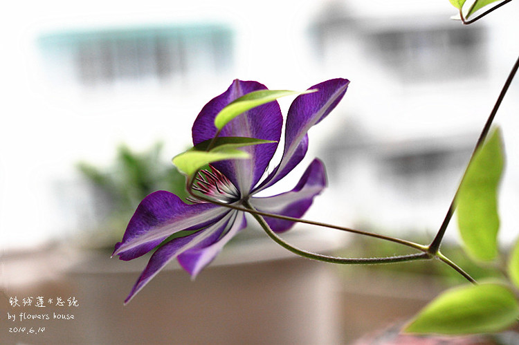 2014年的那些芬芳 - 花滿樓 - 花滿樓