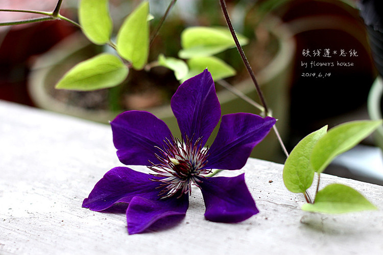 2014年的那些芬芳 - 花滿樓 - 花滿樓