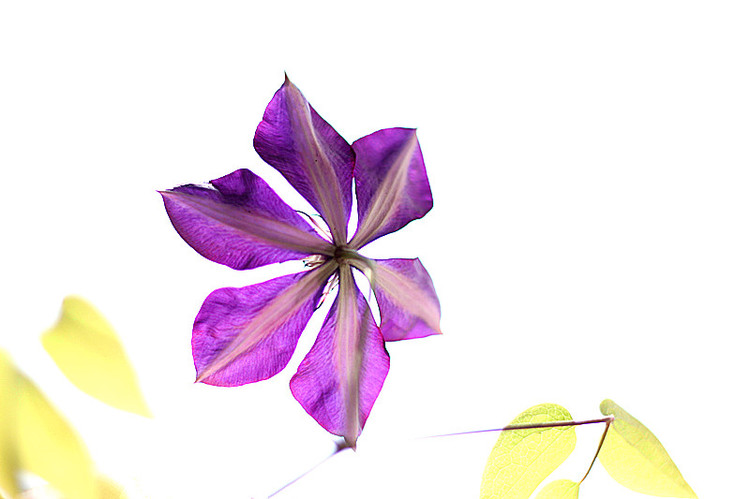 2014年的那些芬芳 - 花滿樓 - 花滿樓