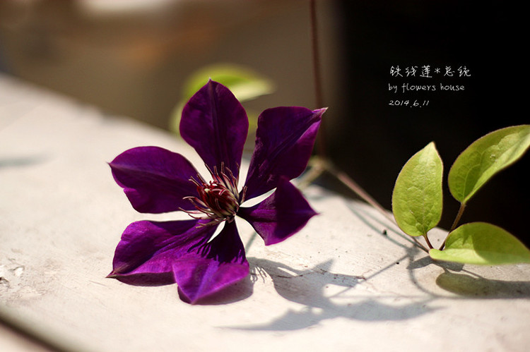 2014年的那些芬芳 - 花滿樓 - 花滿樓