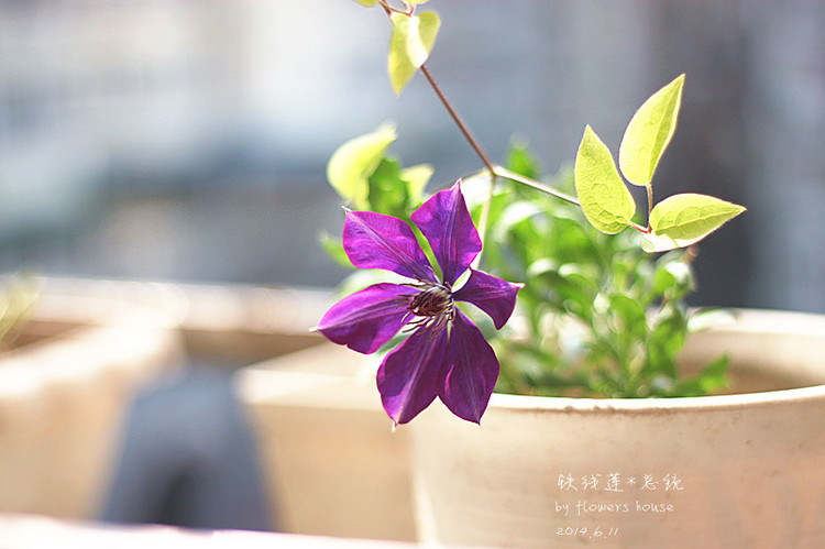2014年的那些芬芳 - 花滿樓 - 花滿樓