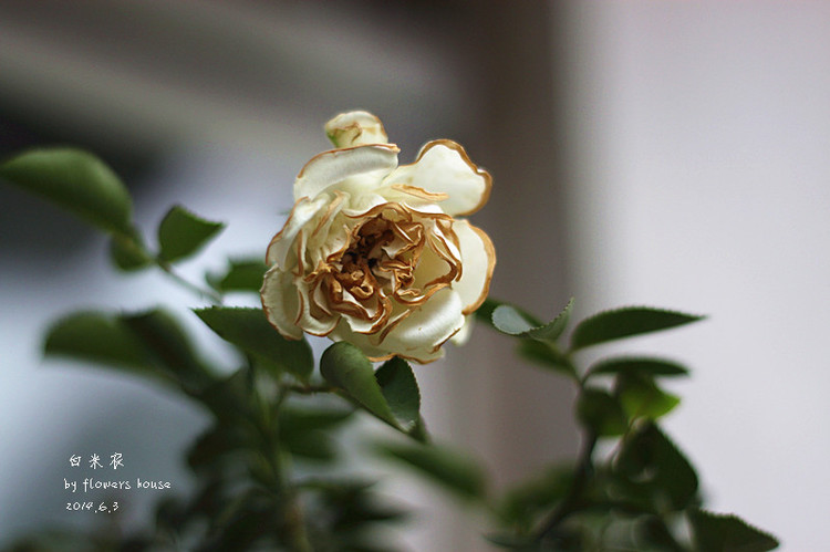 2014年的那些芬芳 - 花滿樓 - 花滿樓