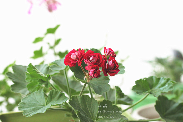 2014年的那些芬芳 - 花滿樓 - 花滿樓