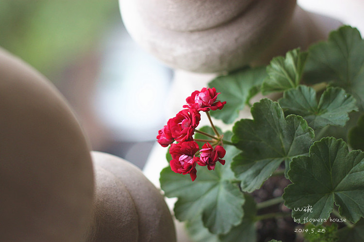 2014年的那些芬芳 - 花滿樓 - 花滿樓