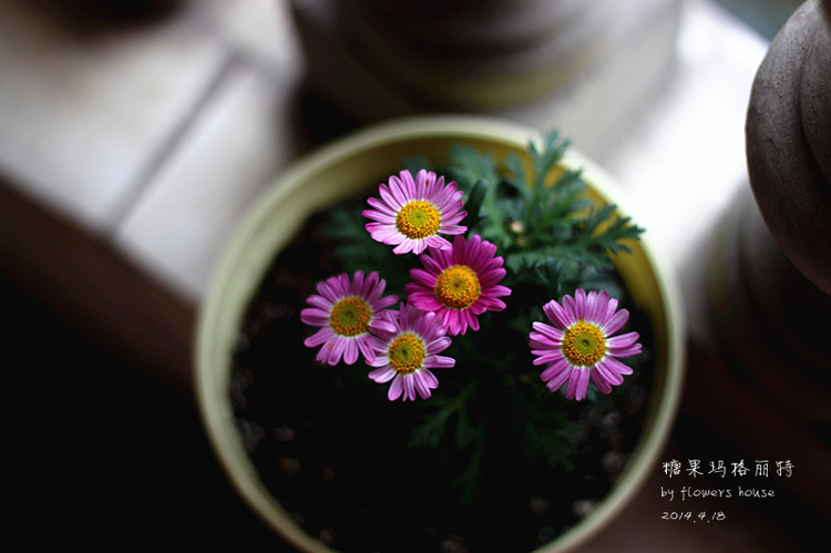 2014年的那些芬芳 - 花滿樓 - 花滿樓