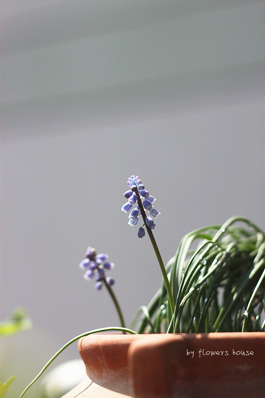 2014年的那些芬芳 - 花滿樓 - 花滿樓