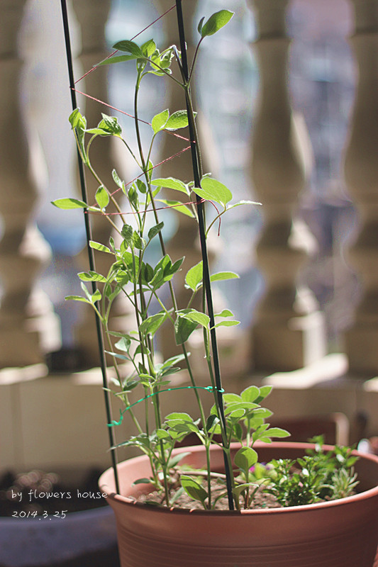 2014年的那些芬芳 - 花滿樓 - 花滿樓
