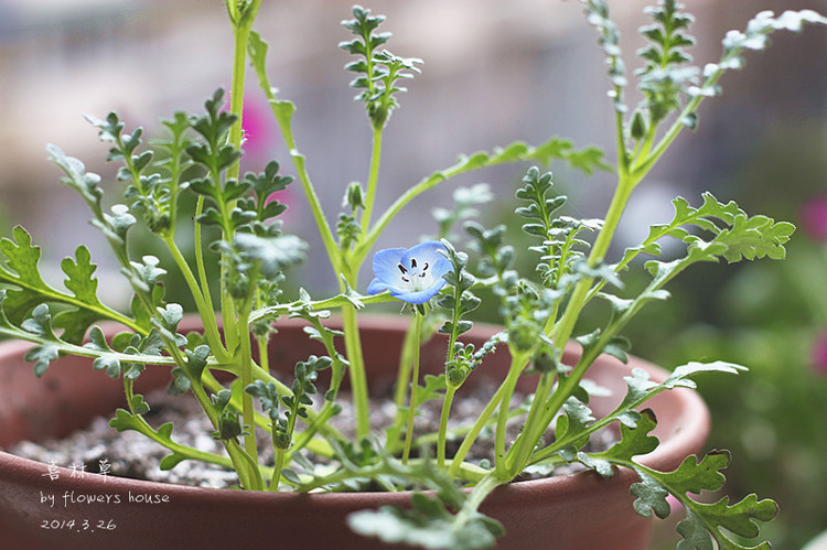 2014年的那些芬芳 - 花滿樓 - 花滿樓