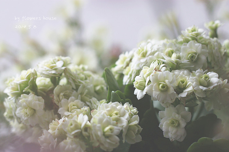 2014年的那些芬芳 - 花滿樓 - 花滿樓