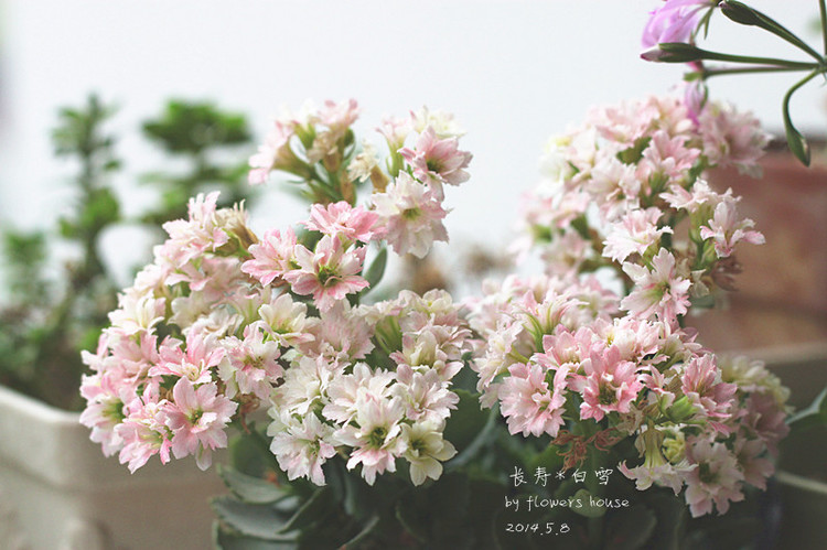 2014年的那些芬芳 - 花滿樓 - 花滿樓