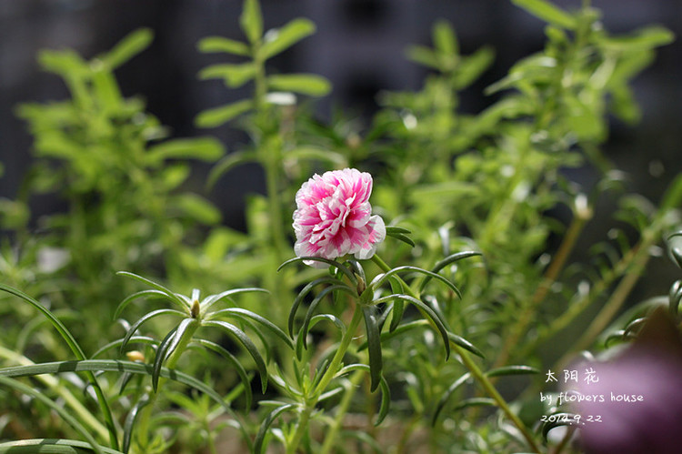2014年的那些芬芳 - 花滿樓 - 花滿樓