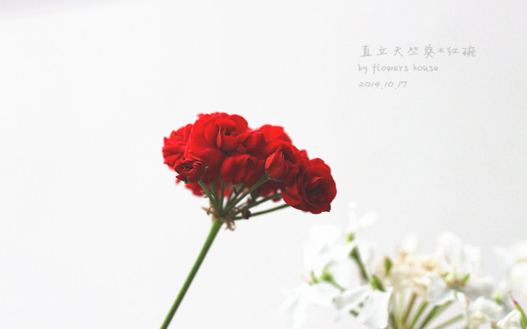 2014年的那些芬芳 - 花滿樓 - 花滿樓