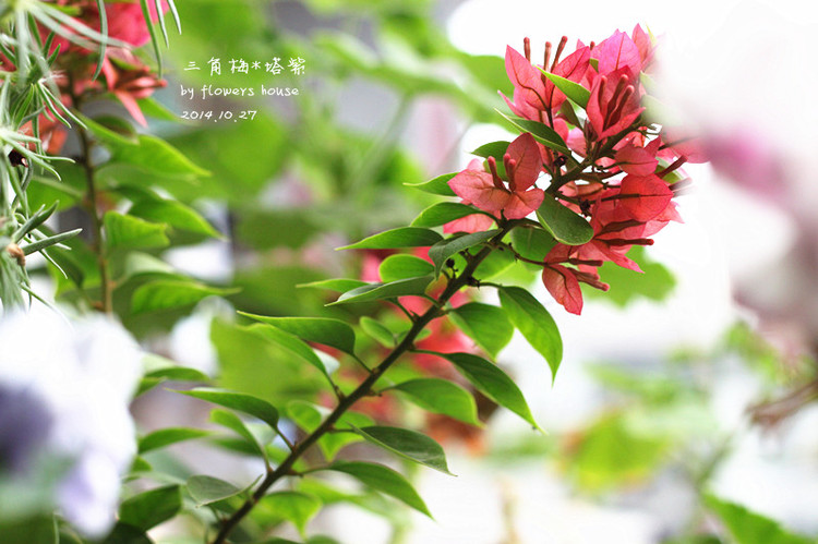 2014年的那些芬芳 - 花滿樓 - 花滿樓