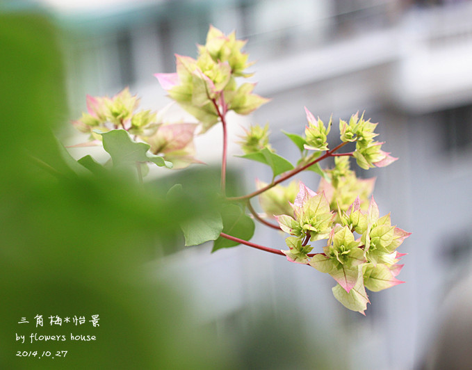 2014年的那些芬芳 - 花滿樓 - 花滿樓