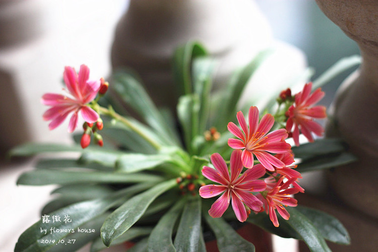 2014年的那些芬芳 - 花滿樓 - 花滿樓