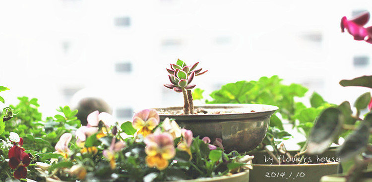 2014年的那些芬芳 - 花滿樓 - 花滿樓