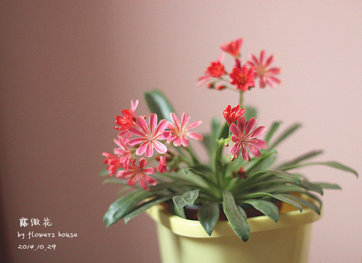 2014年的那些芬芳 - 花滿樓 - 花滿樓