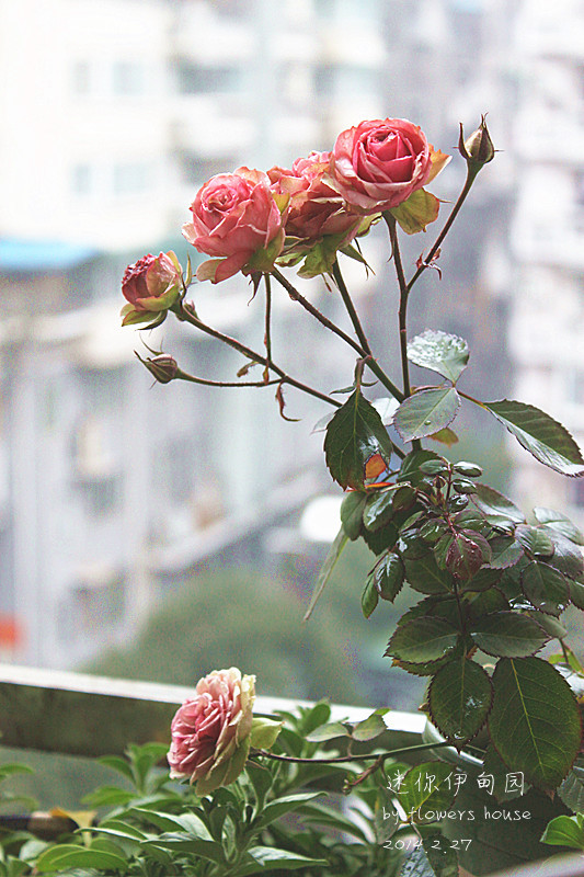 2014年的那些芬芳 - 花滿樓 - 花滿樓