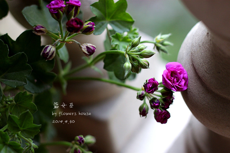 2014年的那些芬芳 - 花滿樓 - 花滿樓