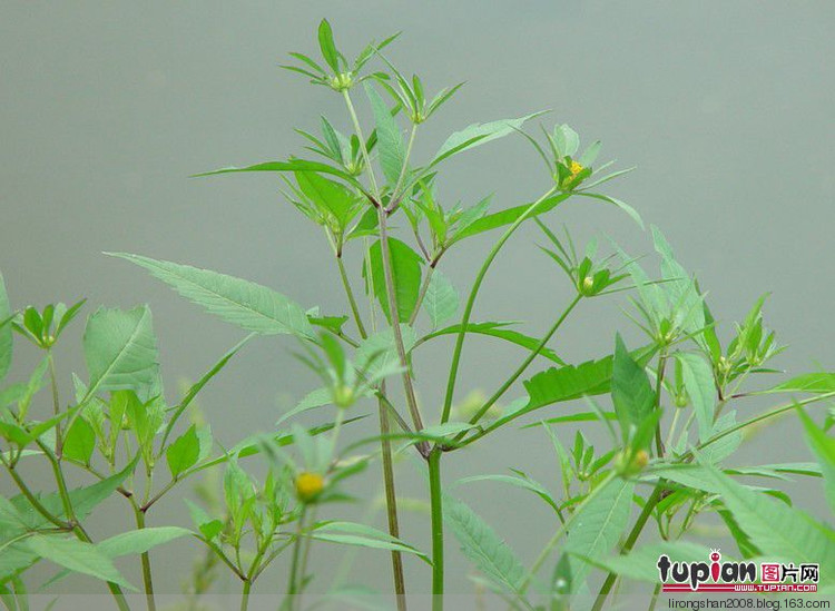 高血壓特效：屢試屢效永遠(yuǎn)斷根—— - 一統(tǒng)江山 - 一統(tǒng)江山的博客