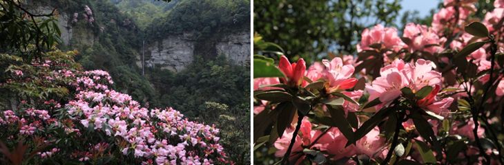 2014年05月26日 - 81226646 - 榴蓮