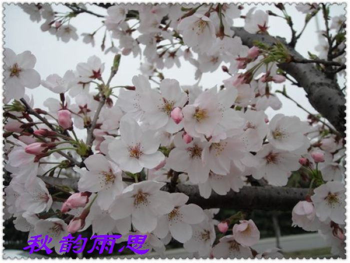 原創(chuàng)——牡丹花靜靜綻放 - 秋韻雨思 - 秋韻雨思
