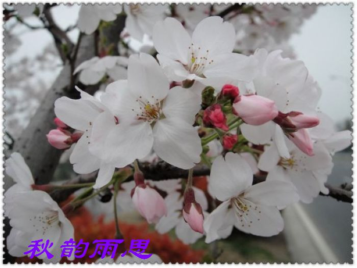 原創(chuàng)——牡丹花靜靜綻放 - 秋韻雨思 - 秋韻雨思
