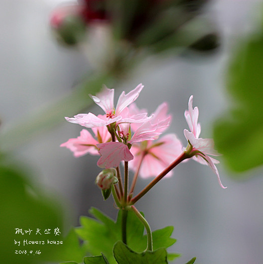 憶春光（二） - 花滿樓 - 花滿樓
