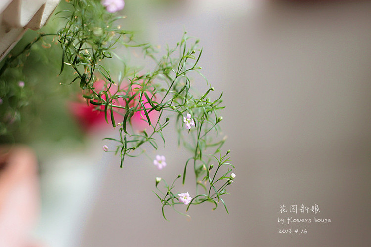 憶春光（二） - 花滿樓 - 花滿樓