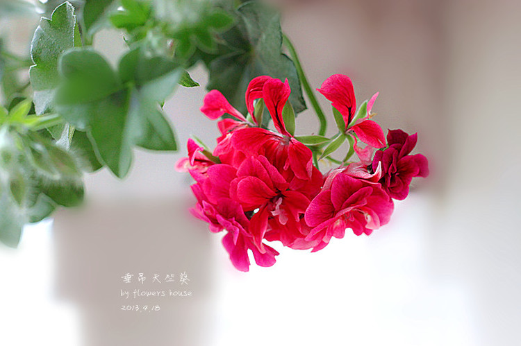憶春光（二） - 花滿樓 - 花滿樓