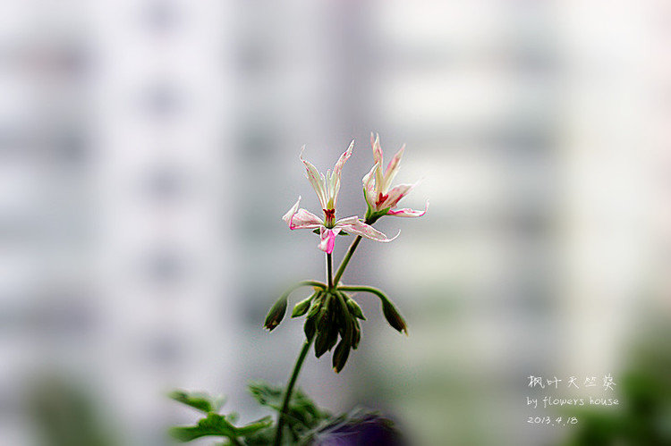 憶春光（二） - 花滿樓 - 花滿樓