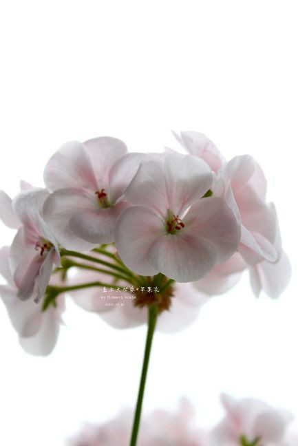 如果有天，花開不謝 - 花滿樓 - 花滿樓