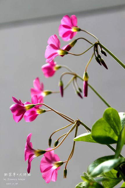 如果有天，花開不謝 - 花滿樓 - 花滿樓