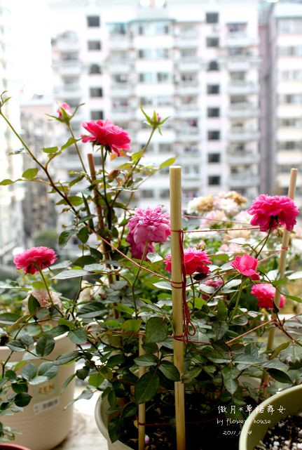 如果有天，花開不謝 - 花滿樓 - 花滿樓