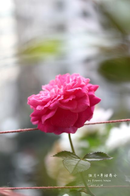 如果有天，花開不謝 - 花滿樓 - 花滿樓