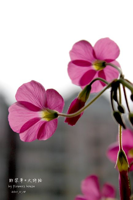 如果有天，花開不謝 - 花滿樓 - 花滿樓