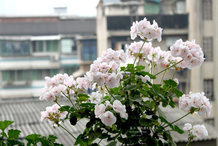 如果有天，花開不謝 - 花滿樓 - 花滿樓