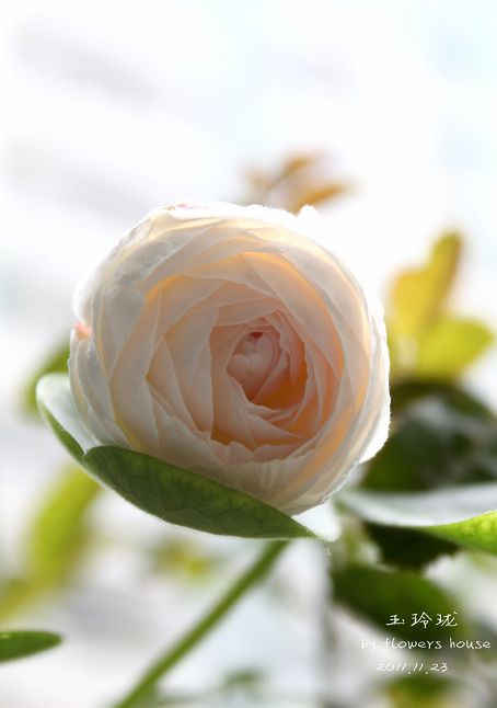 如果有天，花開不謝 - 花滿樓 - 花滿樓