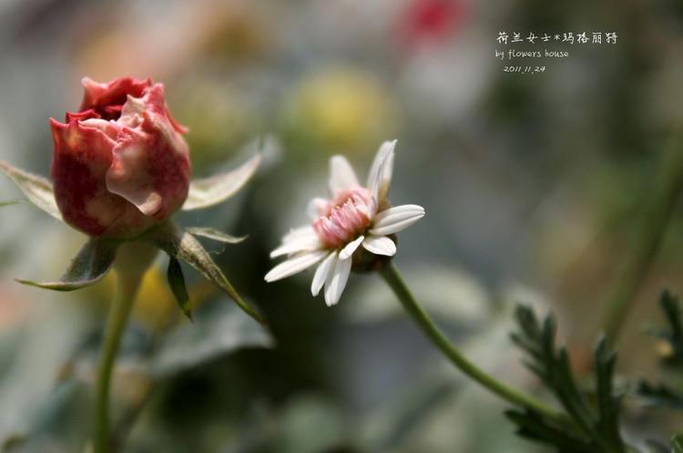 如果有天，花開不謝 - 花滿樓 - 花滿樓