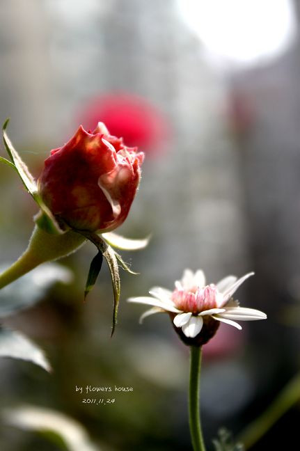 如果有天，花開不謝 - 花滿樓 - 花滿樓