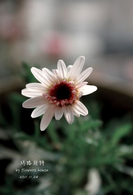 如果有天，花開不謝 - 花滿樓 - 花滿樓