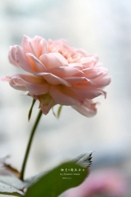 如果有天，花開不謝 - 花滿樓 - 花滿樓